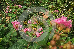 Light pink flowers and buds of lagerstroemia indica in nature.