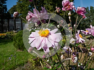 Light pink flowers with narrow petals and yellow centres of Anemone \'Montrose\' flowering summer
