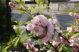 Light pink flowers of Prunus triloba in April