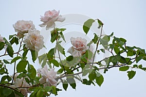 Light pink flowers of the rambling or climbing rose photo