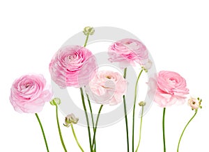 Light pink flowers Ranunculus isolated on white background