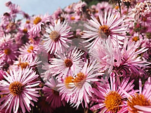 Light pink flowers Symphyotrichum