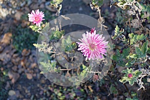 Light pink flowers of two Chrysanthemums in November
