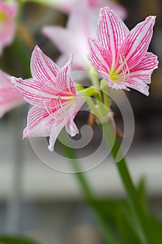 Light Pink flowers vivid white blurred background photo