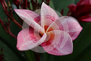 Light pink frangipain flowers and droplets.