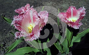 Light pink fringed tulip named Fancy Frills photo