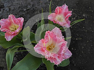 Light pink fringed tulip named Fancy Frills photo