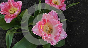 Light pink fringed tulip named Fancy Frills photo