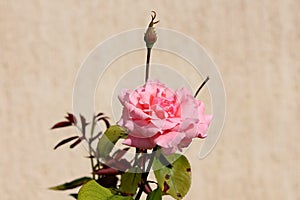 Light pink fully open blooming rose with dense petals next to single closed flower bud on house wall background
