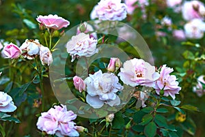 Light pink garden shrub roses in bloom. Morden Blush breed by Marshall