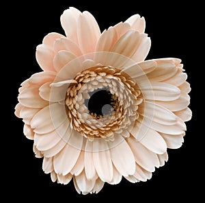 Light pink gerbera flower, black isolated background with clipping path. Closeup. no shadows. For design.