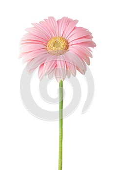 Light pink Gerbera flower isolated on white background