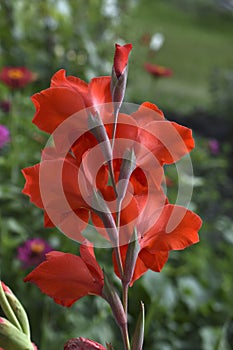 Light pink gladioli on a bush in summe