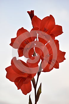 Light pink gladioli on a bush in summe