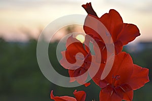 Light pink gladioli on a bush in summe