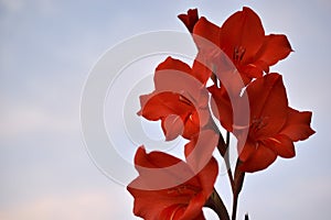 Light pink gladioli on a bush in summe