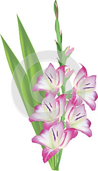 Light pink gladiolus flower isolated on white