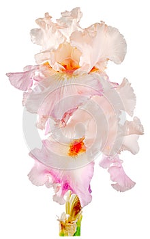 Light pink gladiolus isolated