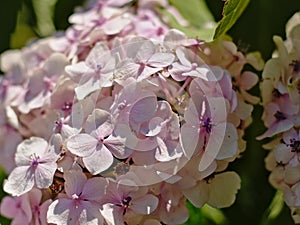 Light pink Hydrangea flower closeup