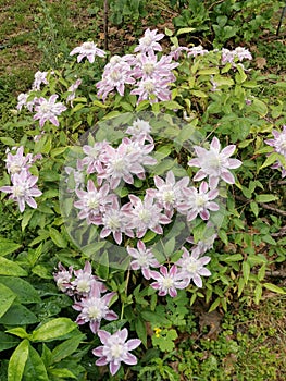 Light Pink lilac Clematis large-flowered Josephine in the garden in May
