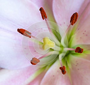 Light Pink Lily Blossom 1