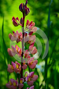 Light pink lupine flower in a garden against a dark green background.