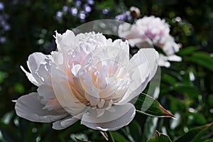 Light pink lush flower peony with red orange center and white petals grows on stem with green leaves in summer garden