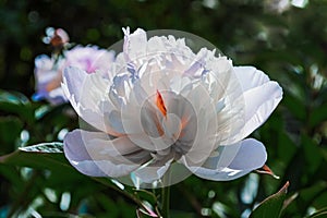 Light pink lush peony flower with red center and white petals grows on stem with green leaves in summer garden in light of sun.