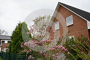 Light pink Magnolia blooms in May in the garden. Marzahn-Hellersdorf, Berlin, Germany