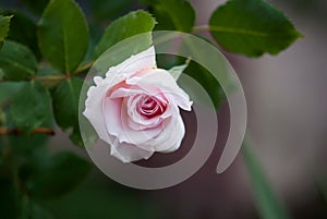 Light Pink Opening Rose