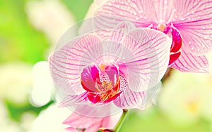light pink orchid beautiful flower and fluttering butterflies Hand drawn branch on white