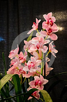 Light pink orchid in full bloom on display at the Frederik Meijer Gardens