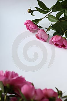 Light pink peony bud on a white background