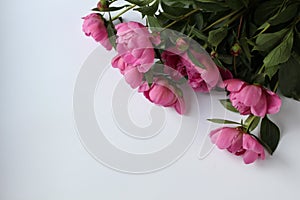 Light pink peony bud on a white background