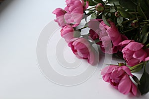 Light pink peony bud on a white background