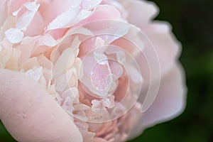 Light pink peony flower covered by water drops soft focus closeup