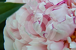 Light pink peony flower with dark pink edges