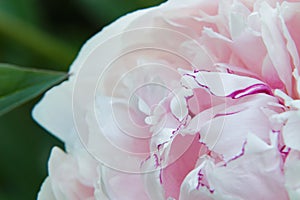 Light pink peony flower with dark pink edges in center