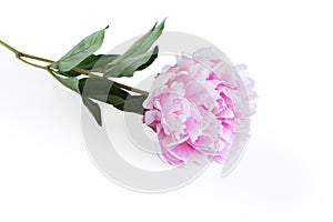 Light pink peony flower lying on white table. Closeup