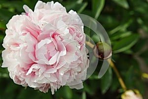 Light pink peony flower opened up on left.