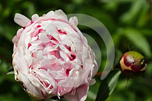 Light pink peony flower opening up on left.