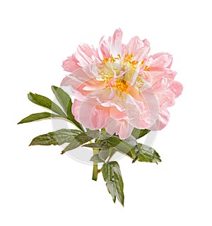 Light-pink peony flower, stem and leaves on white
