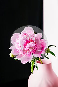 Light pink peony flower with water drops in vase on a black white background, copy space