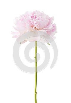 Light pink peony isolated on white background