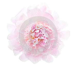 Light pink peony isolated on white background