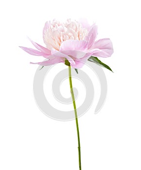 Light pink Peony isolated on white background