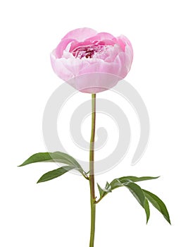 Light pink peony isolated on white background