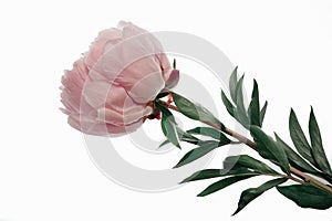 Light pink peony with stem and leaves isolated on white