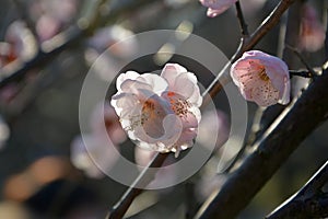 light pink plum blossoms on buds of a tree