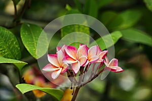 Light pink plumeria flower